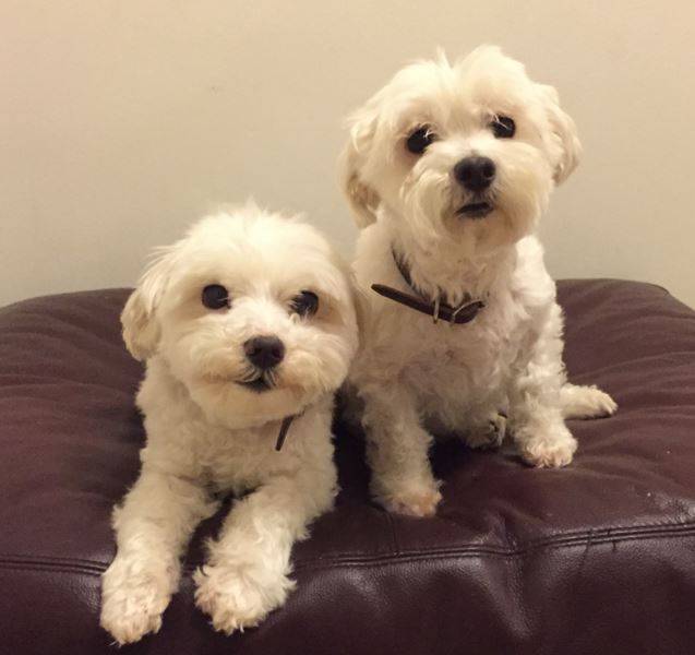 Purebred maltese dogs for adoption in burke va