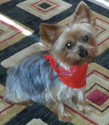 Purebred-yorkshire-terrier-for-adoption-in-louisiana
