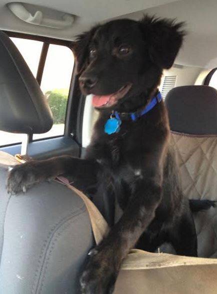 Male collie mix for adoption in louisville kentucky