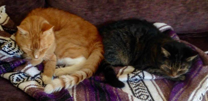 Senior-bonded-cats-seek-loving-home-in-ny-3