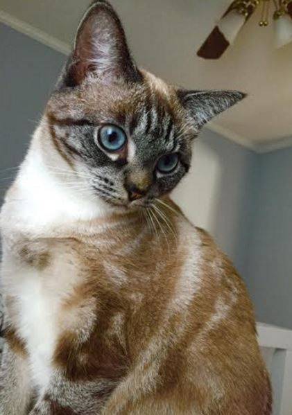 Siamese-mix-cat-for-adoption-in-nashville-4