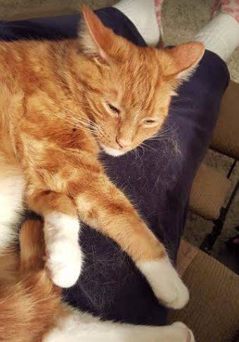 Tabo-tangerine-tabby-tuxedo-cat-for-adoption-in-portland-or