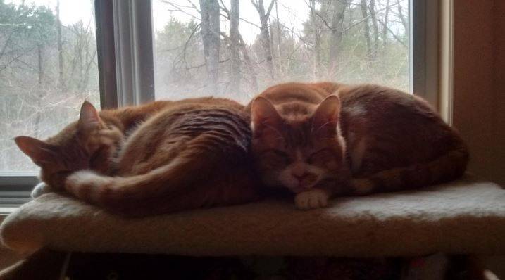 Tangerine tabby cats for adoption 3
