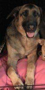 Tango - german shepherd dog for adoption in los gatos ca