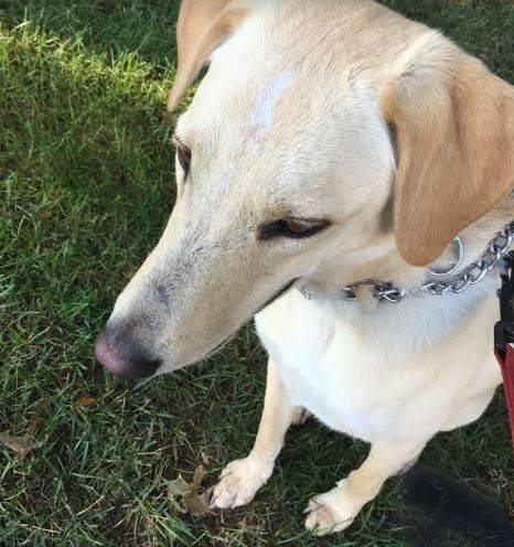 Labrador retriever border collie mix dog for adoption st louis