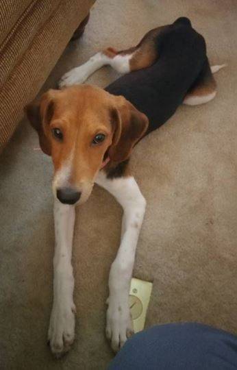 Treeing walker coonhound for adoption in nashville 2