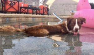 Trump - red and white border collie for adoption fort worth texas 5