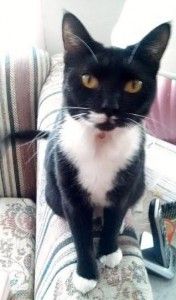 Tuxedo cat for adoption 3