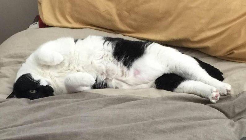 Tuxedo cat for adoption west jordan utah4