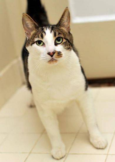 Tuxedo tabby cat for adoption 4