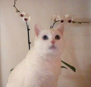 White cat for adoption in illinois