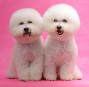 Bichon Frise Rehoming Adoption Services Pet Adoptions Network