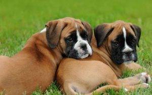 Boxer Rehoming