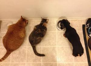 cats-for-rehoming-troy-michigan-2