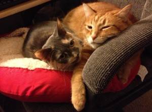 cats-for-rehoming-troy-michigan-3