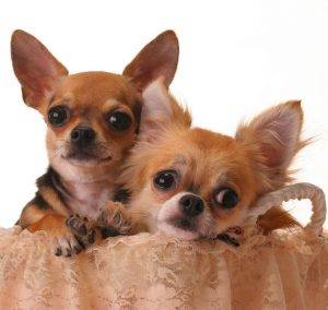 Chihuahua-dogs