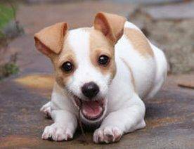 Jack Russell Terrier Adoption - Adopt a 