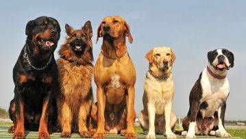 different kinds of big dogs