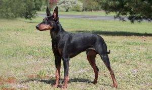 Manchester terrier rehoming