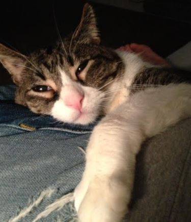 Bill-cute-tuxedo-tabby-cat-for-adoption-in-illinois-4