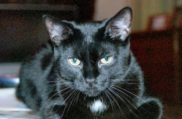 Black cat for adoption in san antonio 4