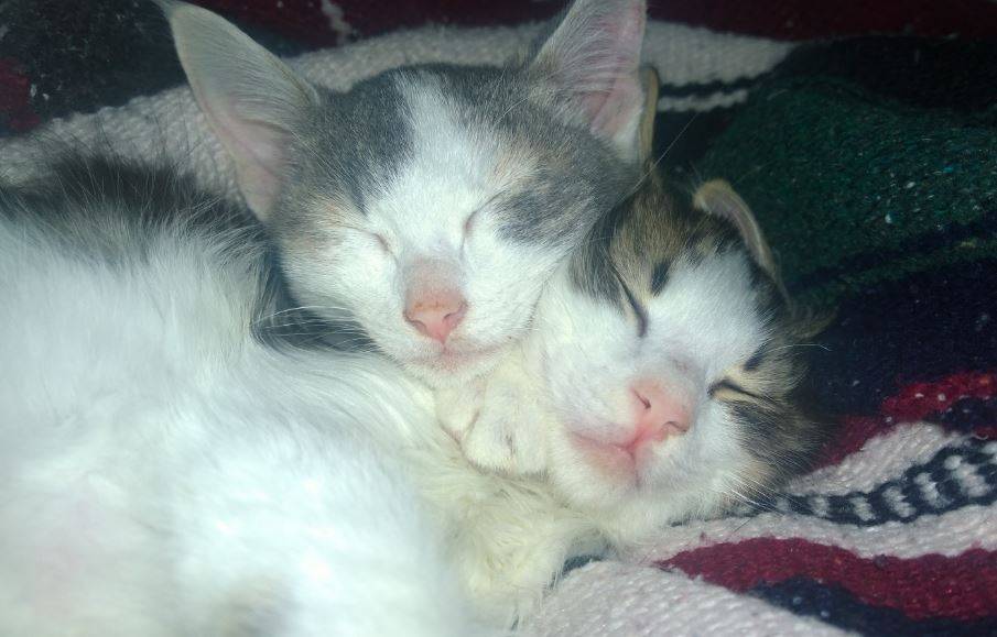 Bonded calico kittens for adoption in arkansas