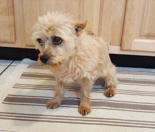 Cairn terrier mix for adoption in colorado 2