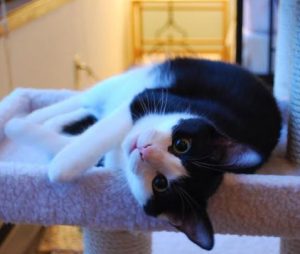 Gorgeous-tuxedo-cat-for-adoption-in-seattle