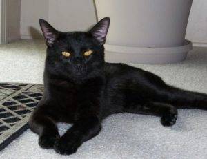 Kino gy gy - black cats for adoption in san diego