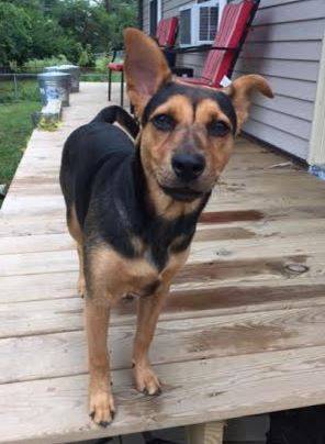 Lola - mixed breed dog for adoption in kentucky 2