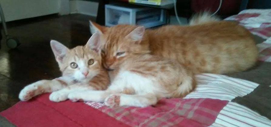Orange tabby cat for adoption in new orleans 2