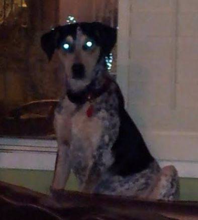 Ox-blue-tick-coon-hound-for-adoption-in-chicago