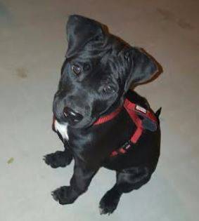 Pitbull-chihuahua-mix-puppy-for-adoption-in-mesa-arizona