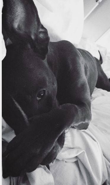 Pitbull-puppy-for-adoption-peoria-az
