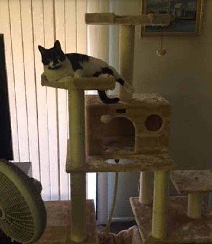 Sweet-tuxedo-cat-for-adoption-in-san-diego-3