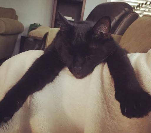 Tuxedo-cat-for-adoption-in-seattle-2