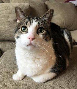 Tuxedo tabby cat for adoption michigan