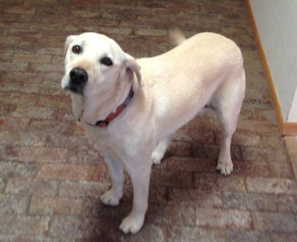 Yellow lab rehoming new mexico