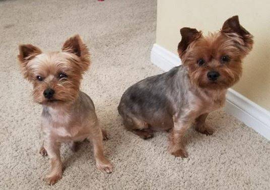 Yorkshire-terrier-dogs-for-adoption-in-san-diego