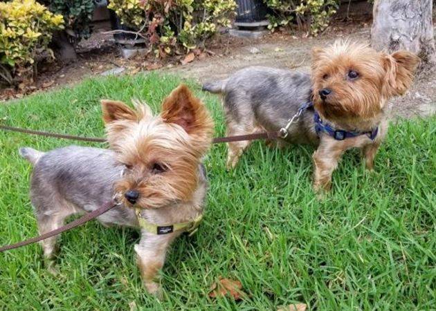 Yorkshire-terrier-dogs-for-adoption-in-san-diego7