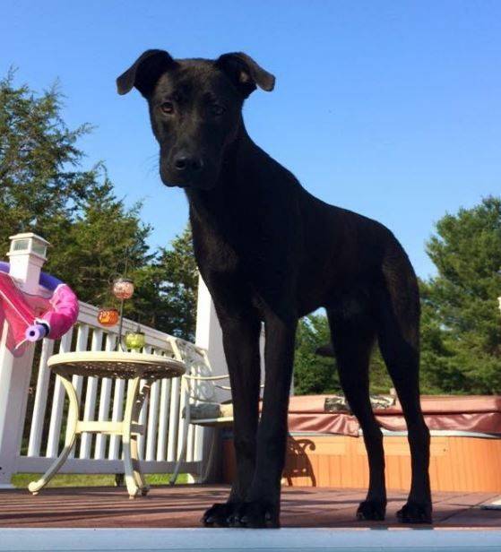 Zephyr - black lab mix for adoption in new york